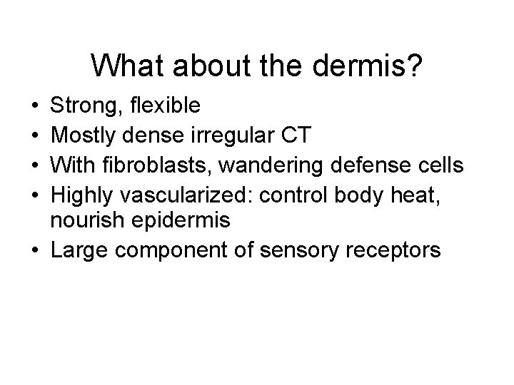 What about the dermis? • • Strong, flexible Mostly dense irregular CT With fibroblasts,