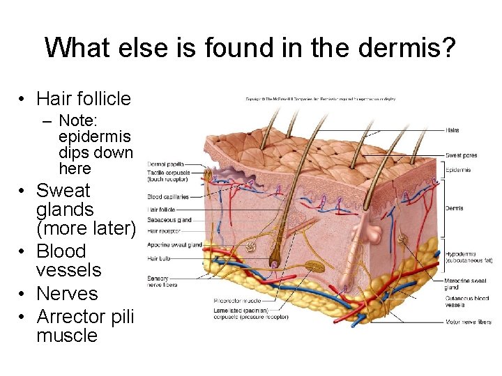 What else is found in the dermis? • Hair follicle – Note: epidermis dips