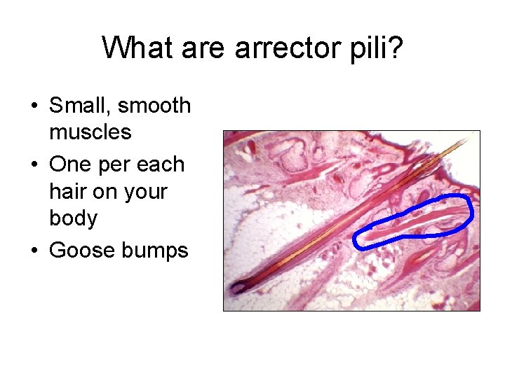 What are arrector pili? • Small, smooth muscles • One per each hair on