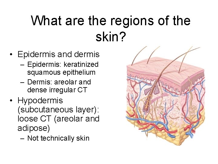 What are the regions of the skin? • Epidermis and dermis – Epidermis: keratinized