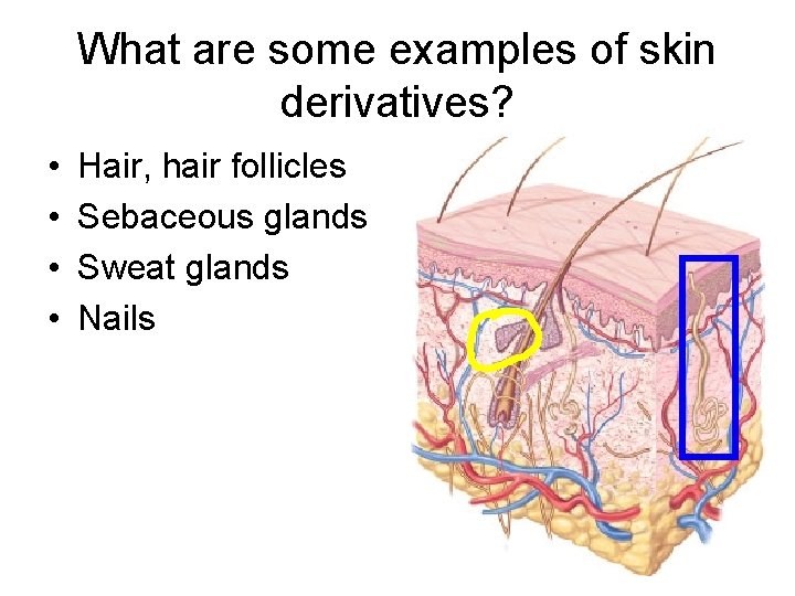 What are some examples of skin derivatives? • • Hair, hair follicles Sebaceous glands