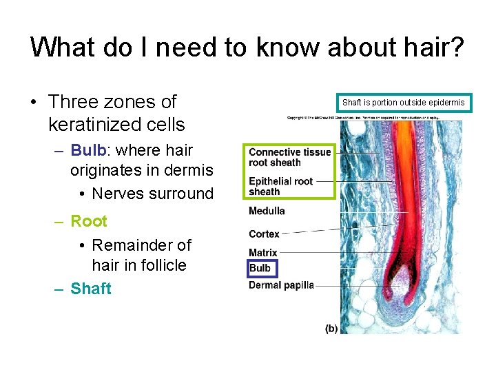 What do I need to know about hair? • Three zones of keratinized cells