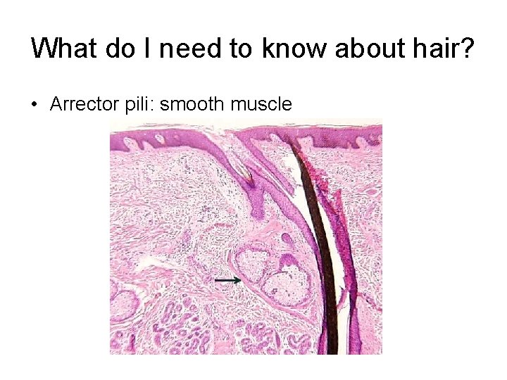 What do I need to know about hair? • Arrector pili: smooth muscle 