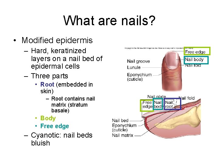 What are nails? • Modified epidermis – Hard, keratinized layers on a nail bed