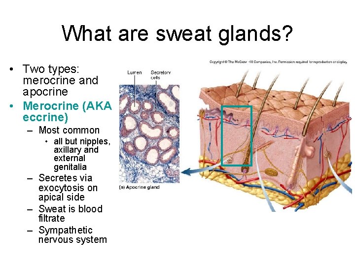 What are sweat glands? • Two types: merocrine and apocrine • Merocrine (AKA eccrine)