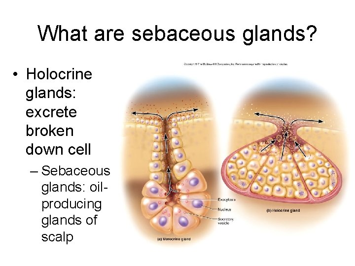 What are sebaceous glands? • Holocrine glands: excrete broken down cell – Sebaceous glands: