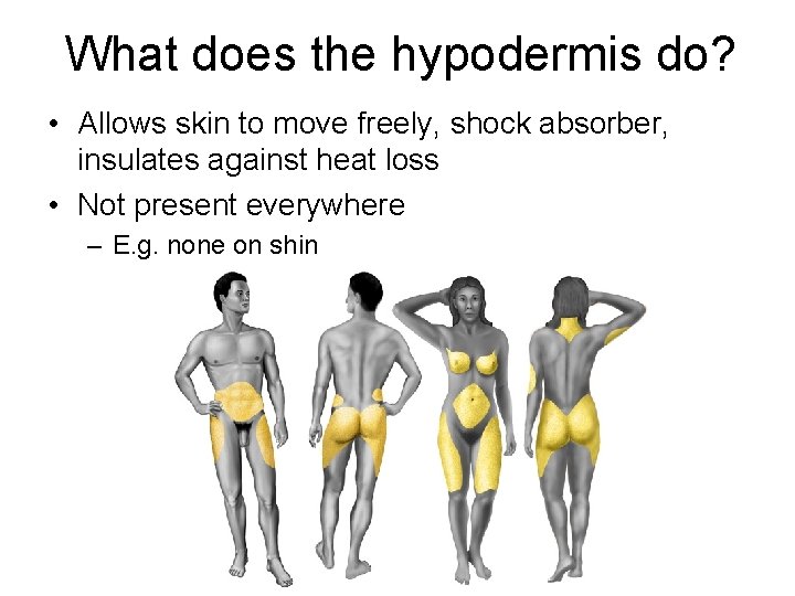 What does the hypodermis do? • Allows skin to move freely, shock absorber, insulates