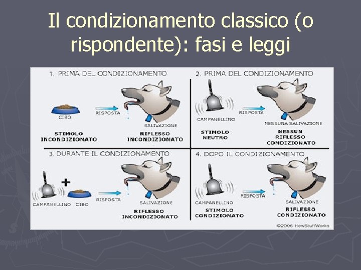 Il condizionamento classico (o rispondente): fasi e leggi 