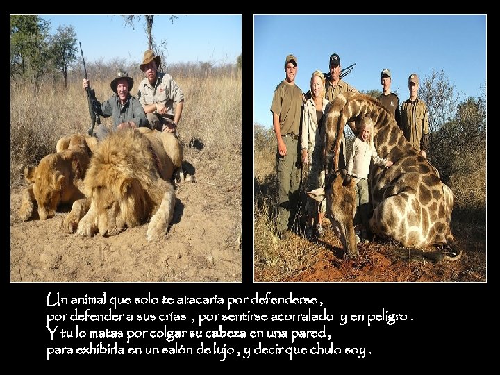 Un animal que solo te atacaría por defenderse , por defender a sus crías