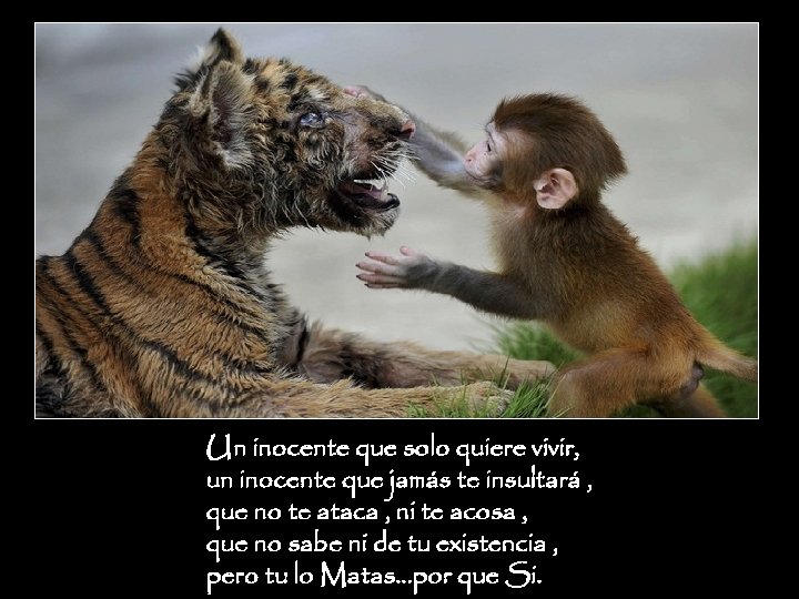 Un inocente que solo quiere vivir, un inocente que jamás te insultará , que