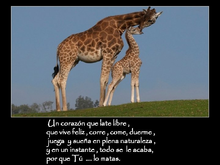 Un corazón que late libre , que vive feliz , corre , come, duerme