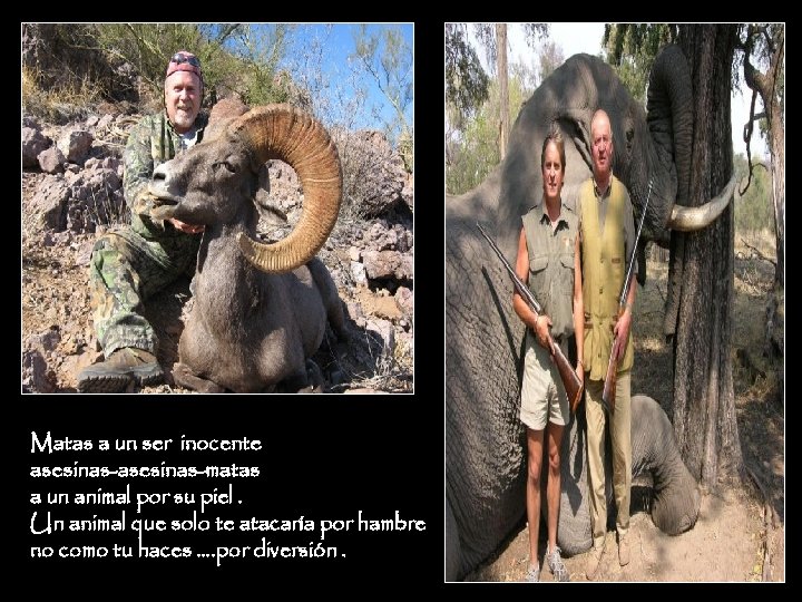 Matas a un ser inocente asesinas-matas a un animal por su piel. Un animal