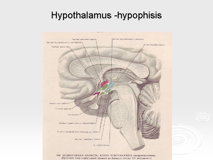 Hypothalamus -hypophisis 