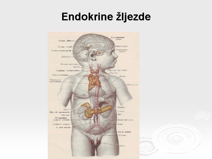 Endokrine žljezde 