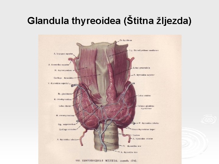 Glandula thyreoidea (Štitna žljezda) 