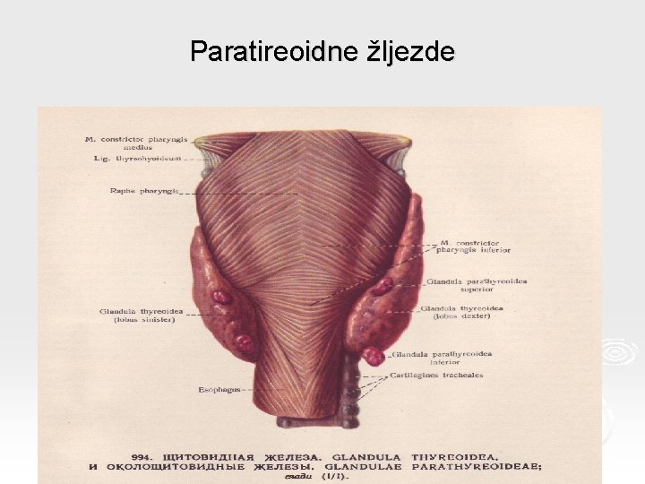 Paratireoidne žljezde 