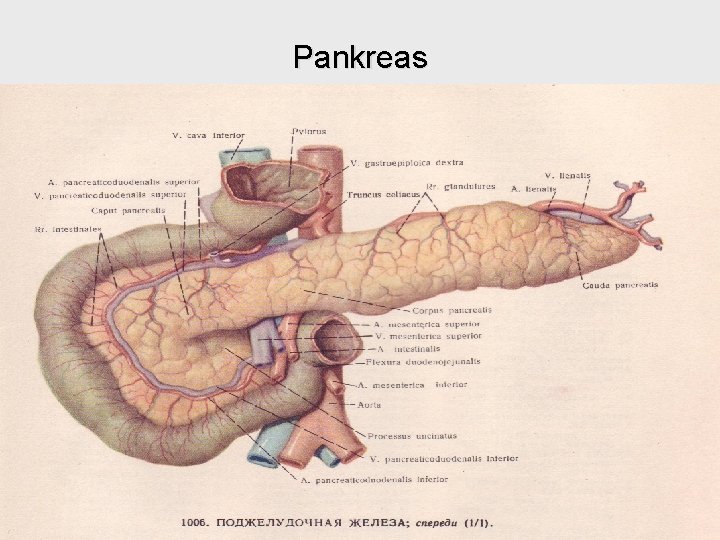 Pankreas 