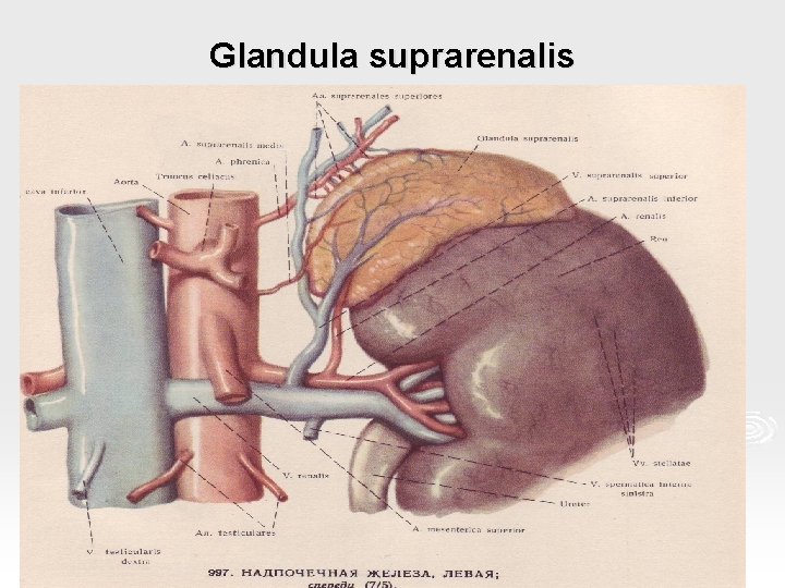 Glandula suprarenalis 