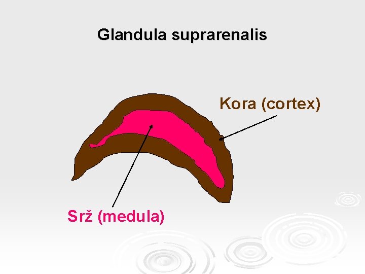 Glandula suprarenalis Kora (cortex) Srž (medula) 