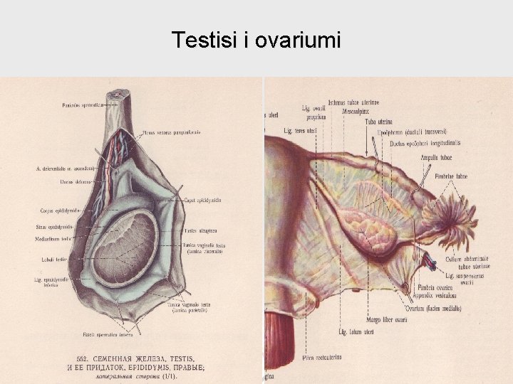 Testisi i ovariumi 