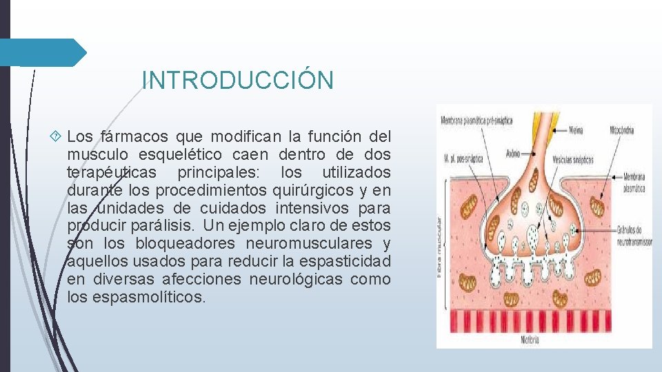 INTRODUCCIÓN Los fármacos que modifican la función del musculo esquelético caen dentro de dos