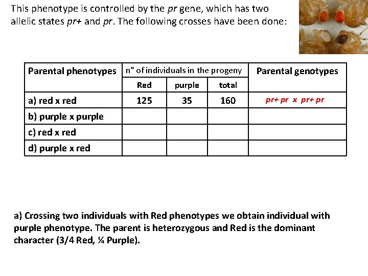 This phenotype is controlled by the pr gene, which has two allelic states pr+