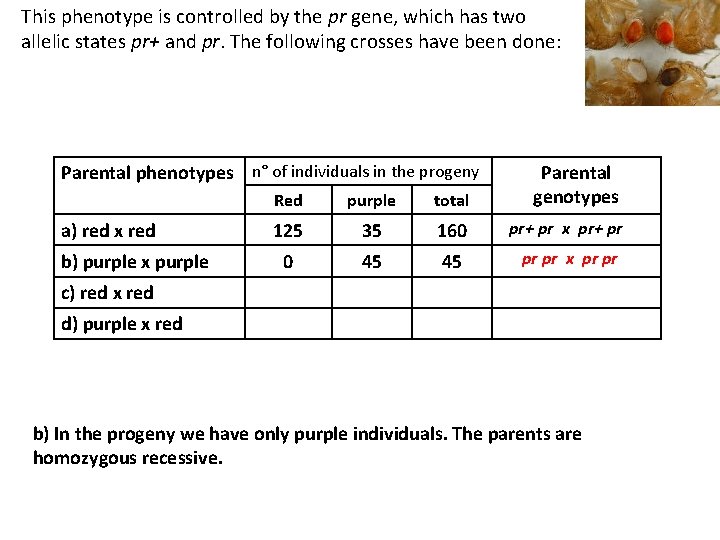 This phenotype is controlled by the pr gene, which has two allelic states pr+