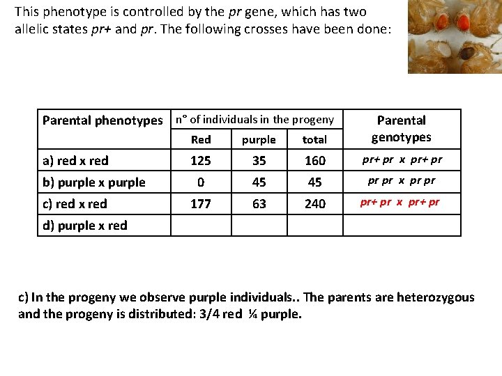 This phenotype is controlled by the pr gene, which has two allelic states pr+