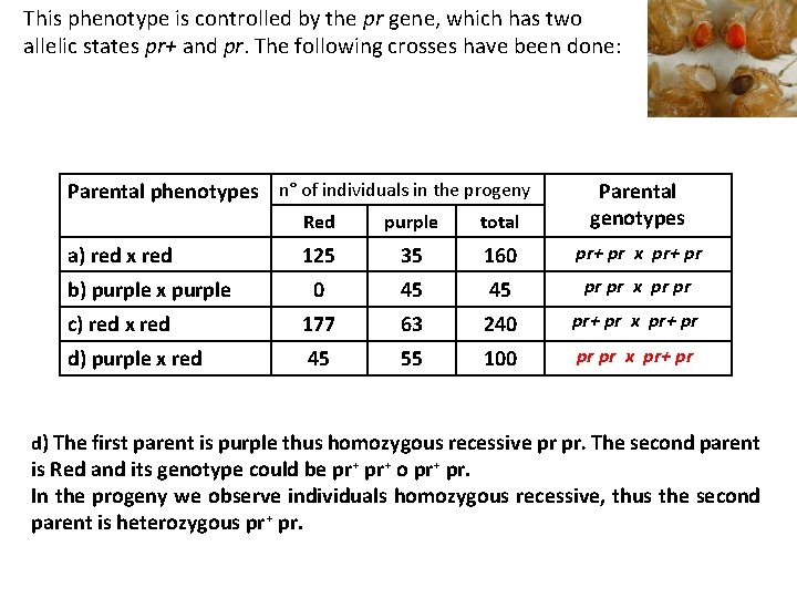 This phenotype is controlled by the pr gene, which has two allelic states pr+