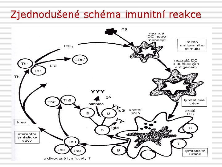 Zjednodušené schéma imunitní reakce 