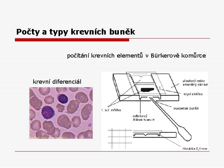 Počty a typy krevních buněk počítání krevních elementů v Bürkerově komůrce krevní diferenciál 