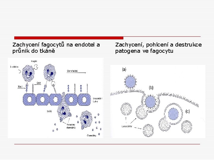 Zachycení fagocytů na endotel a průnik do tkáně Zachycení, pohlcení a destrukce patogena ve