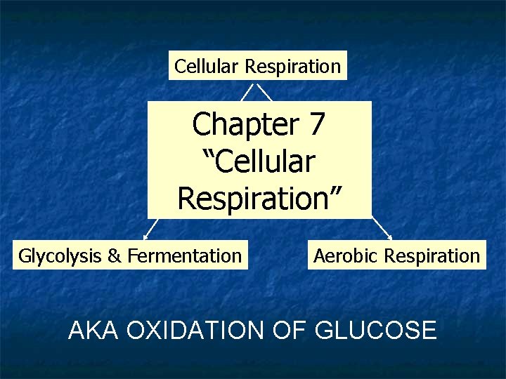 Cellular Respiration Chapter 7 “Cellular Respiration” Glycolysis & Fermentation Aerobic Respiration AKA OXIDATION OF