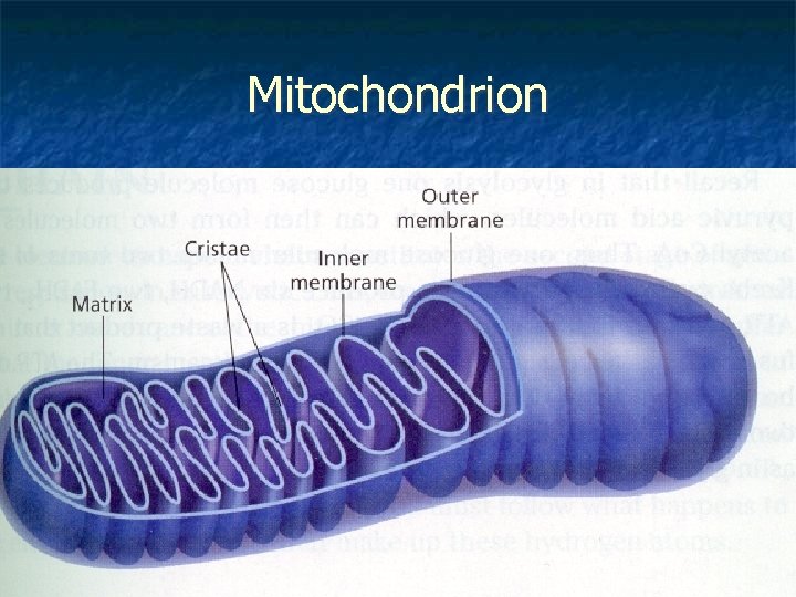 Mitochondrion 