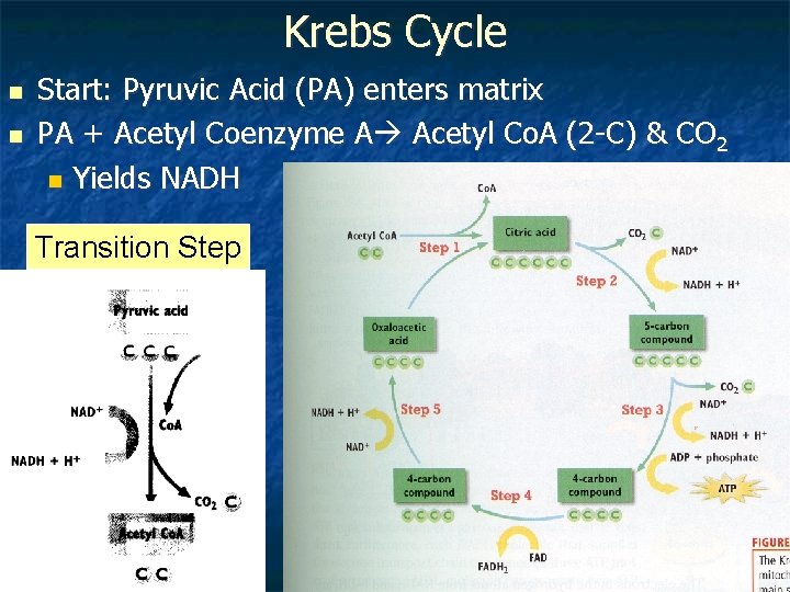 Krebs Cycle n n Start: Pyruvic Acid (PA) enters matrix PA + Acetyl Coenzyme