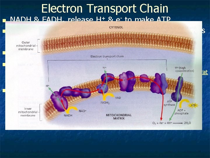 Electron Transport Chain n n NADH & FADH 2 release H+ & e- to