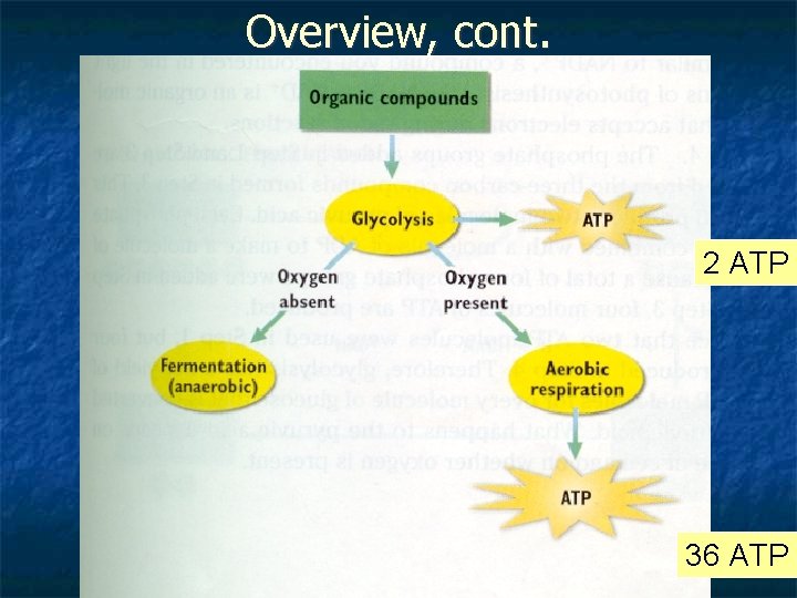 Overview, cont. 2 ATP 36 ATP 