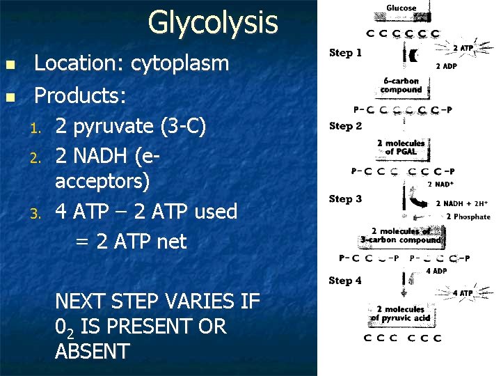 Glycolysis n n Location: cytoplasm Products: 1. 2. 3. 2 pyruvate (3 -C) 2