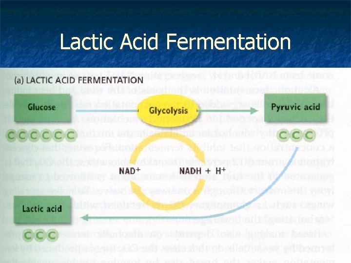 Lactic Acid Fermentation 