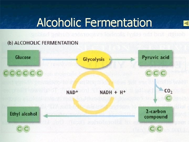 Alcoholic Fermentation 