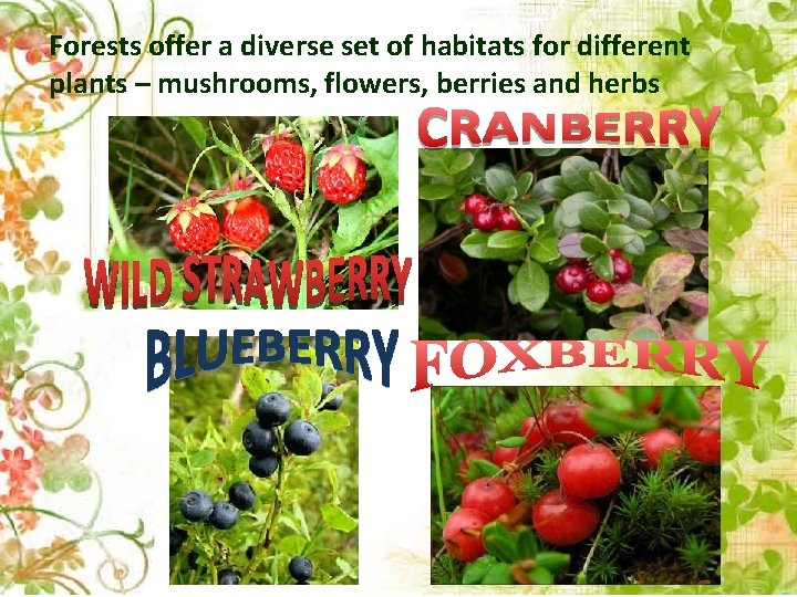 Forests offer a diverse set of habitats for different plants – mushrooms, flowers, berries