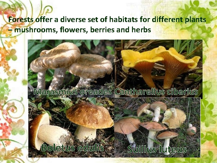 Forests offer a diverse set of habitats for different plants – mushrooms, flowers, berries