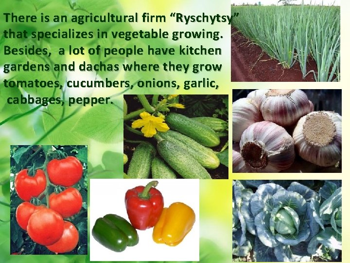 There is an agricultural firm “Ryschytsy” that specializes in vegetable growing. Besides, a lot