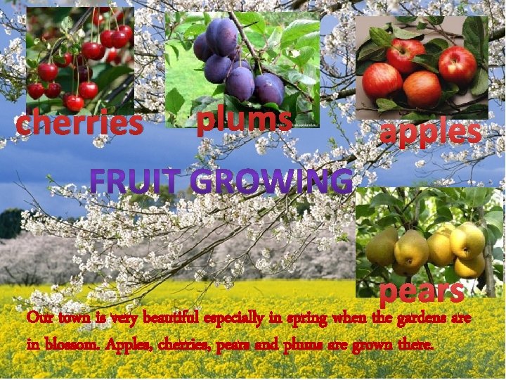 cherries plums apples pears Our town is very beautiful especially in spring when the