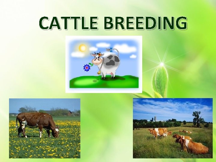 CATTLE BREEDING 