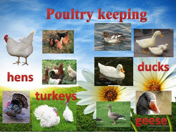 Poultry keeping ducks hens turkeys geese 