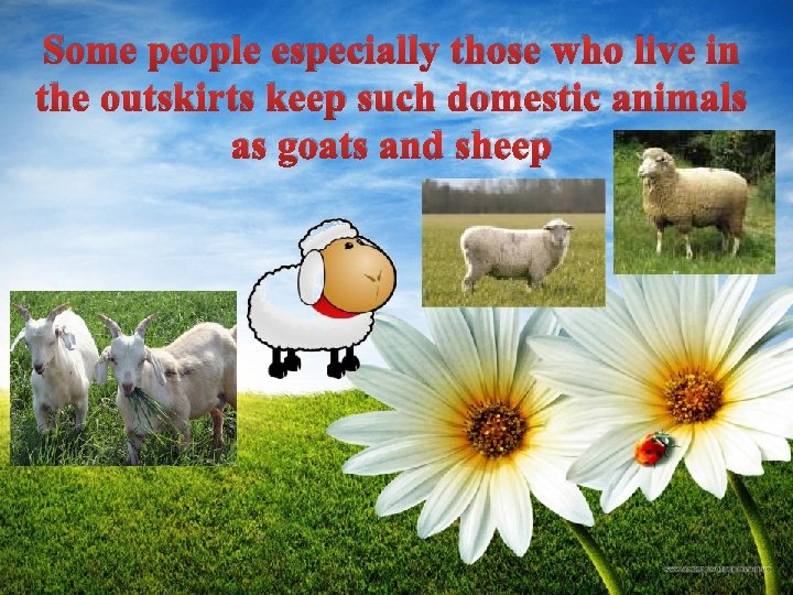 Some people especially those who live in the outskirts keep such domestic animals as