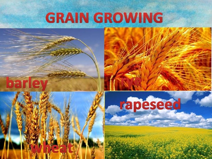 GRAIN GROWING barley wheat rye rapeseed 