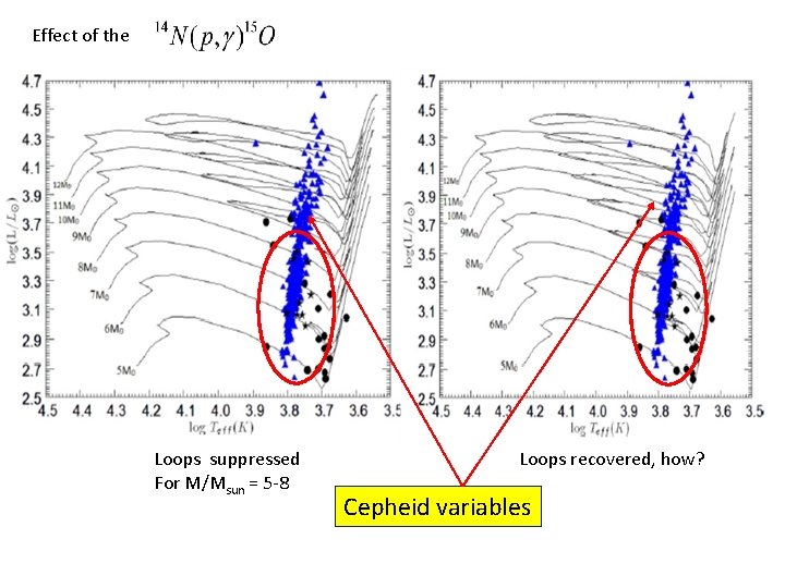 Effect of the Loops suppressed For M/Msun = 5 -8 Loops recovered, how? Cepheid
