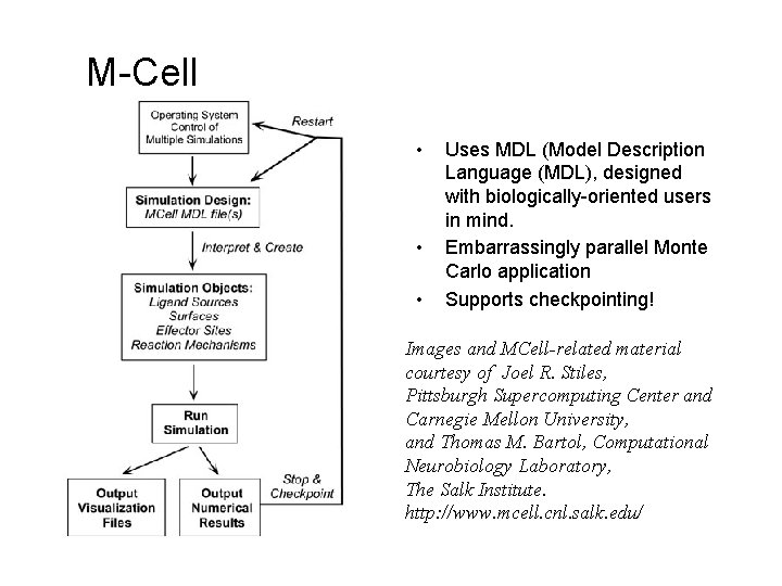 M-Cell • • • Uses MDL (Model Description Language (MDL), designed with biologically-oriented users